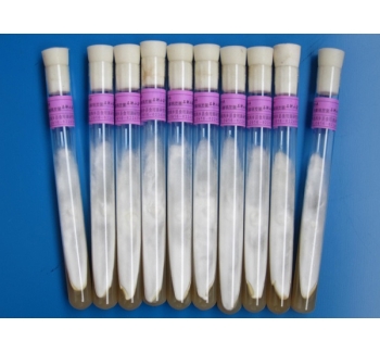 天麻萌發(fā)菌母種、原種、栽培種