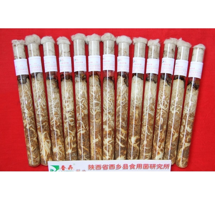 天麻蜜環(huán)菌母種、原種、栽培種